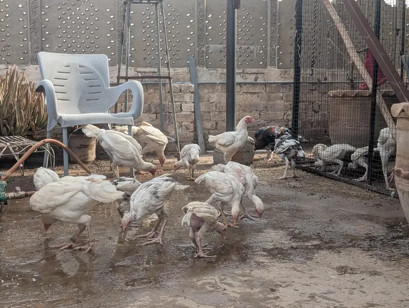 aseel Heera pathay and breeder — photo 2