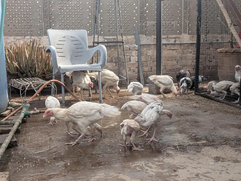 aseel Heera pathay and breeder — photo 3