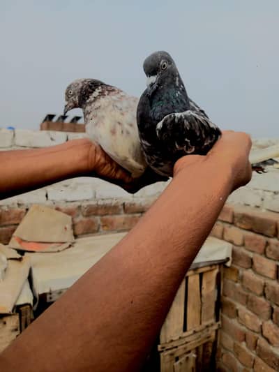 1 pure chapri 1pure 79 wali female for sale
