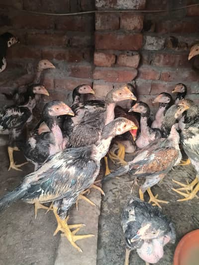 20 Aseel roaster and hens