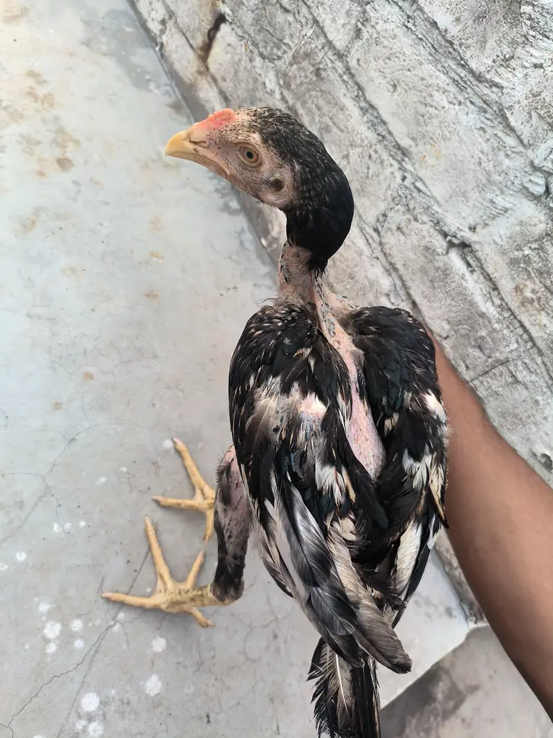 20 Aseel roaster and hens — photo 4