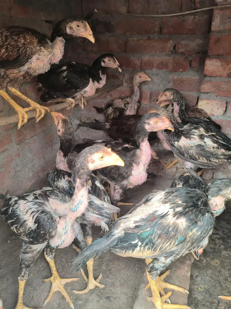 20 Aseel roaster and hens — photo 5