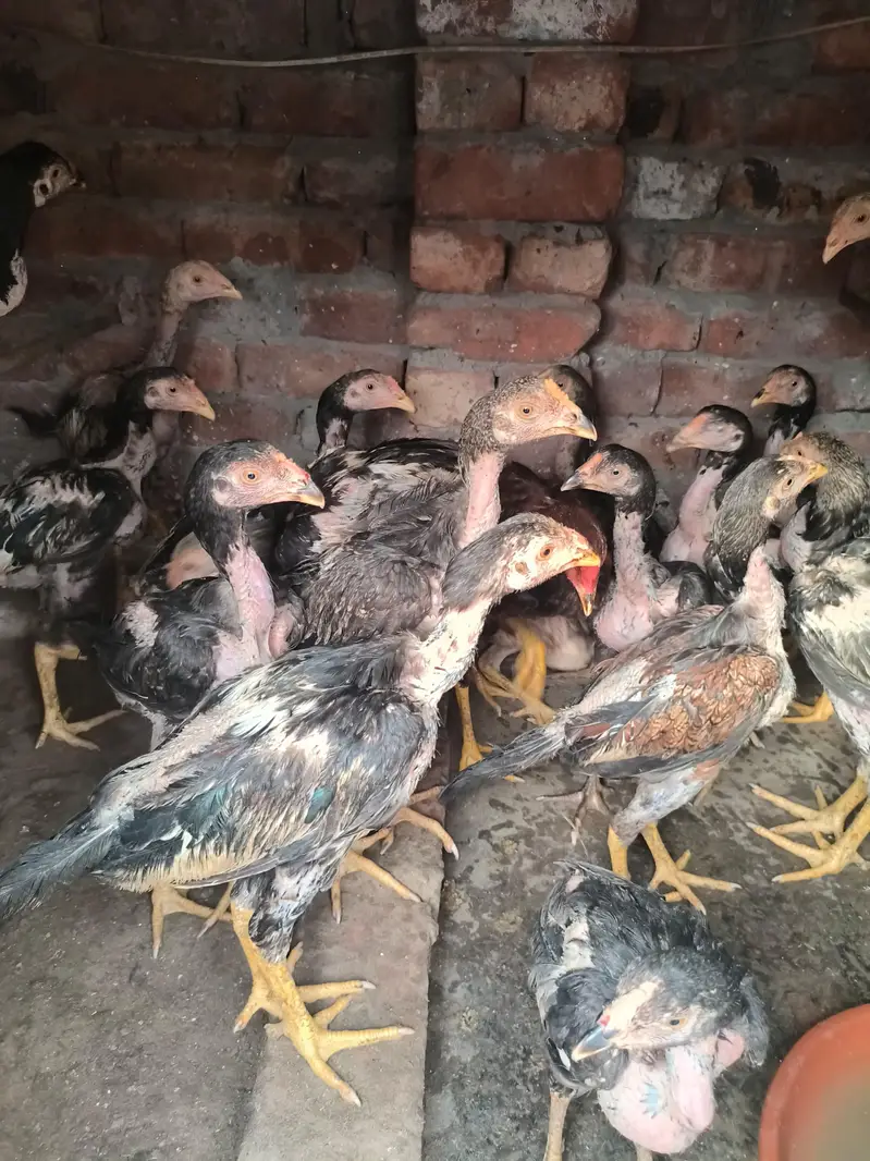 20 Aseel roaster and hens — photo 6