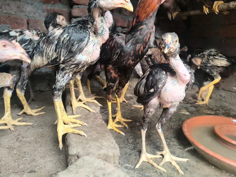 20 Aseel roaster and hens — photo 7