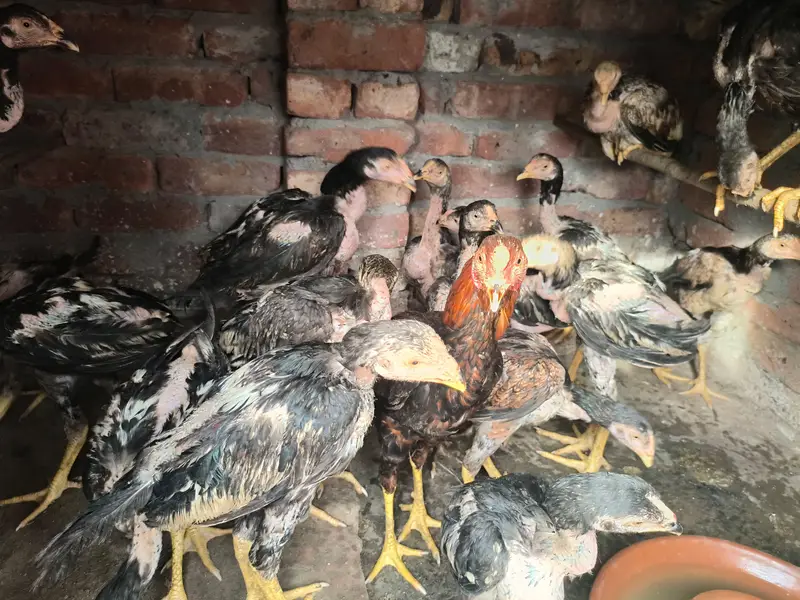 20 Aseel roaster and hens — photo 9