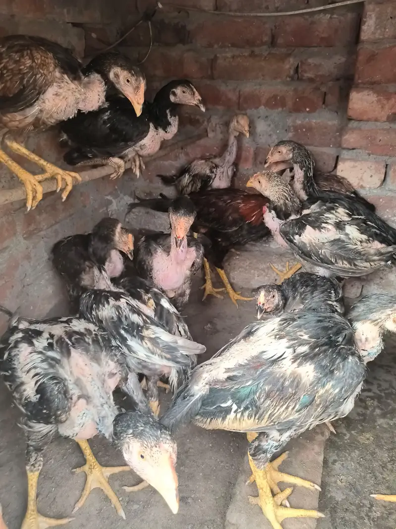 20 Aseel roaster and hens — photo 10