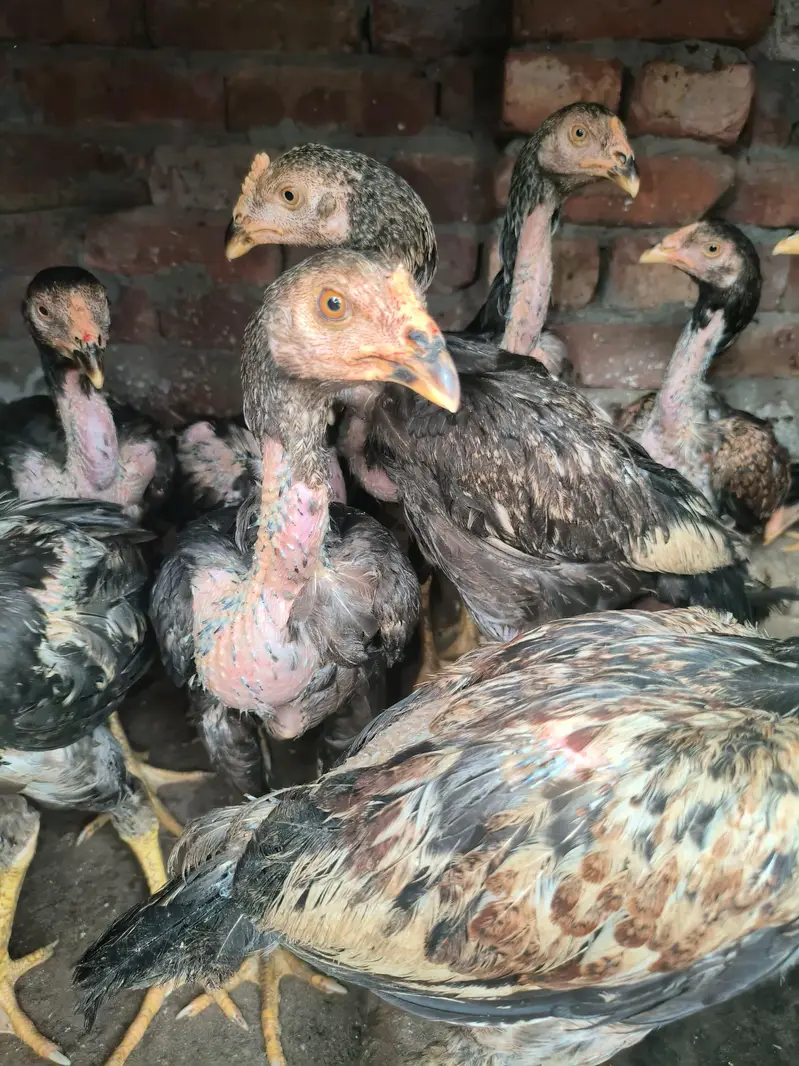 20 Aseel roaster and hens — photo 11