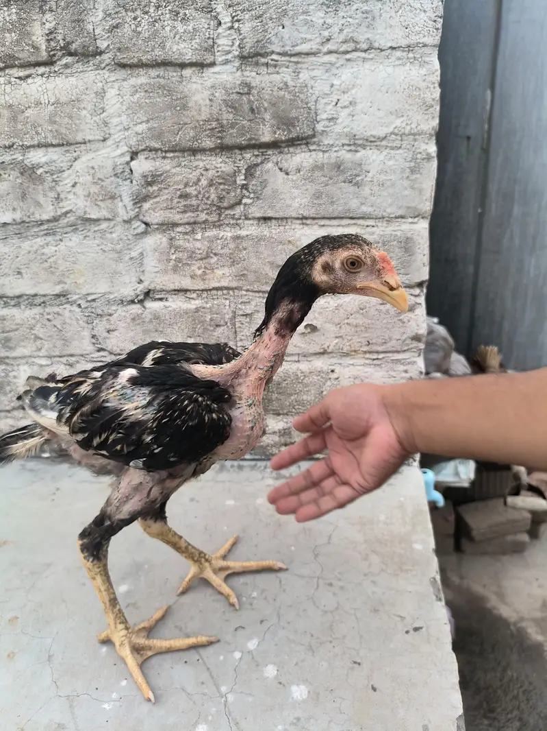 20 Aseel roaster and hens — photo 12