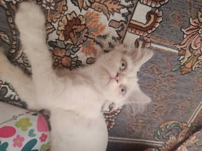 Blue eyes persian breed
