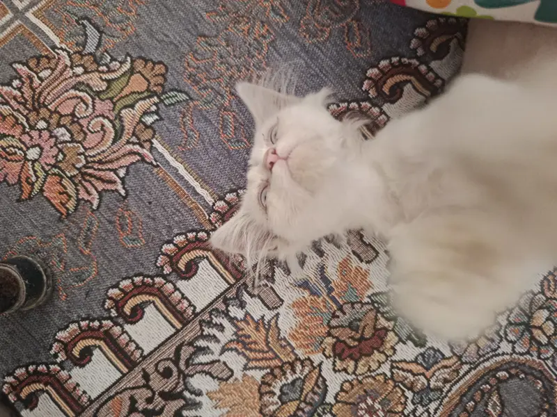 Blue eyes persian breed — photo 2