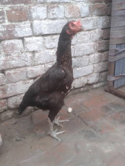 aseel vait 100% ok female hy near to egg laying