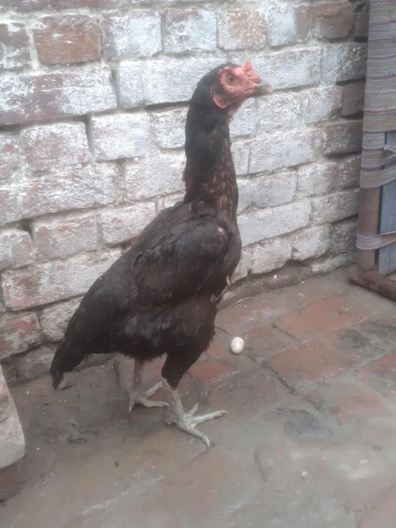 aseel vait 100% ok female hy near to egg laying — photo 4