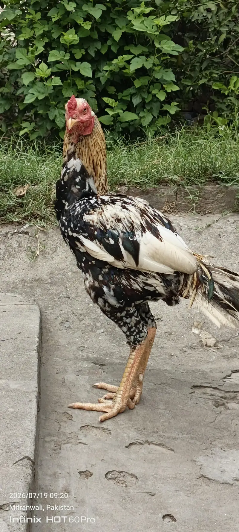 Aseel murghaa — photo 3