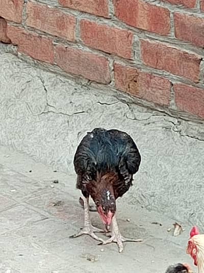 hens for sale