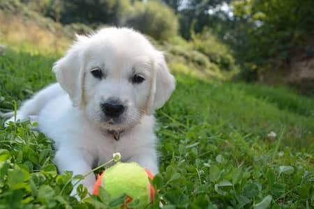 Cute Golden Retriever Puppy | Healthy Small Dog for Sale