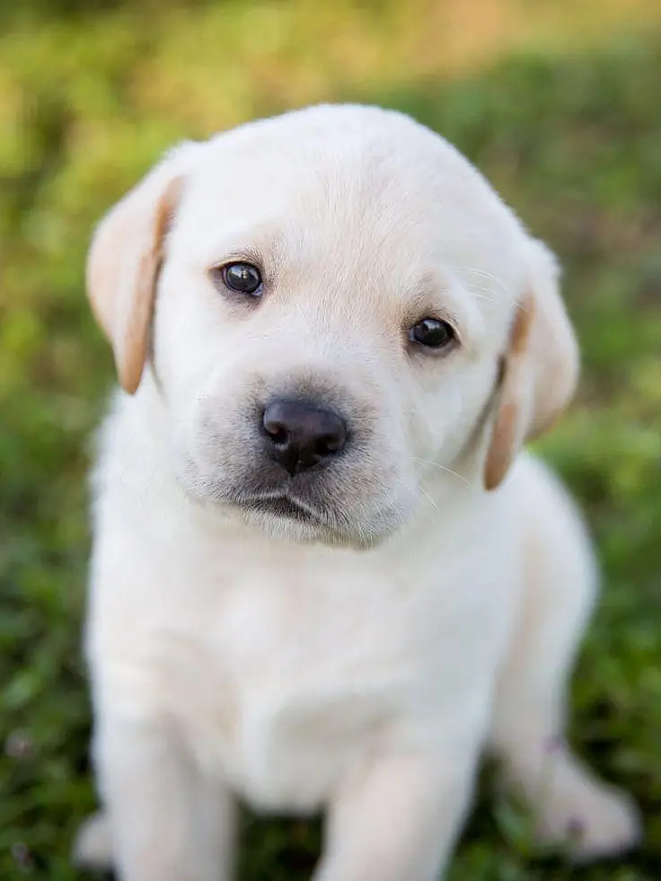 Cute Golden Retriever Puppy | Healthy Small Dog for Sale — photo 2