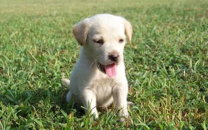 Cute Golden Retriever Puppy | Healthy Small Dog for Sale — photo 3