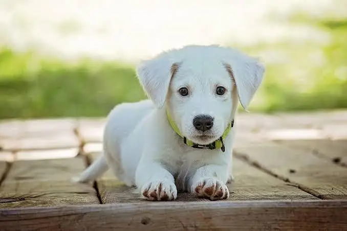 Cute Golden Retriever Puppy | Healthy Small Dog for Sale — photo 4