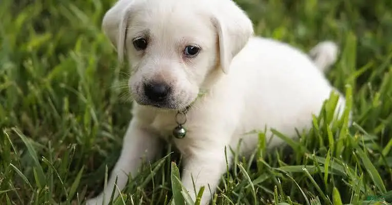Cute Golden Retriever Puppy | Healthy Small Dog for Sale — photo 5