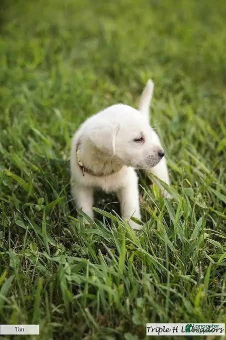 Cute Golden Retriever Puppy | Healthy Small Dog for Sale — photo 6
