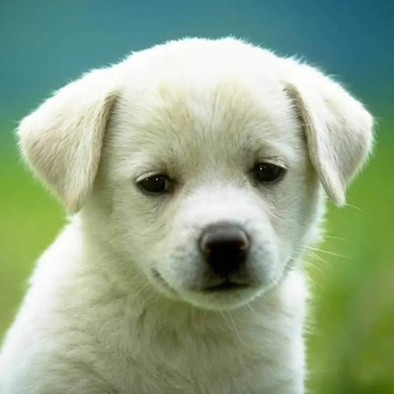 Cute Golden Retriever Puppy | Healthy Small Dog for Sale — photo 7