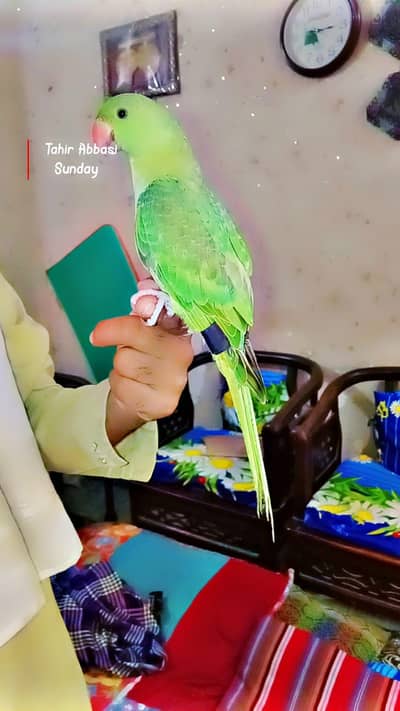 Tamed  parrot  read add