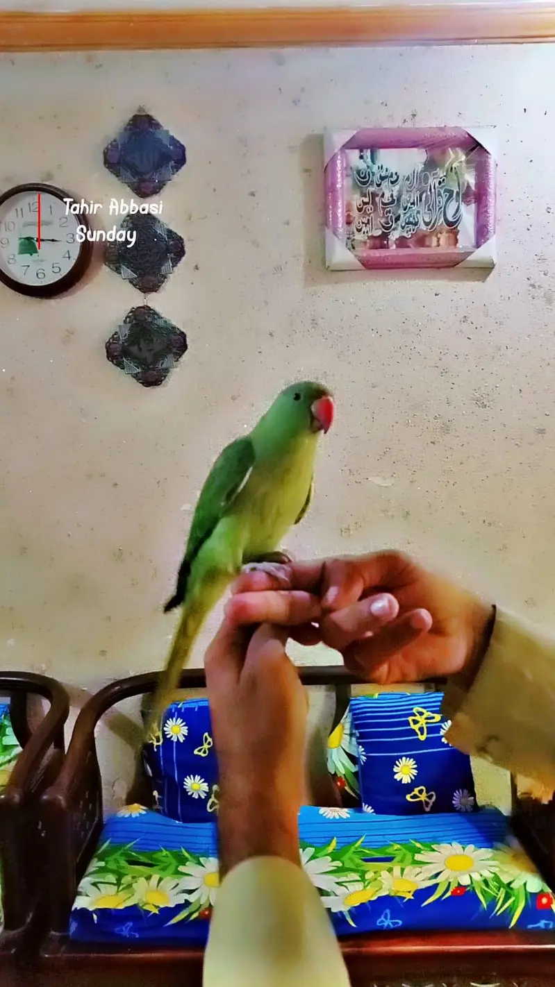 Tamed  parrot  read add — photo 2