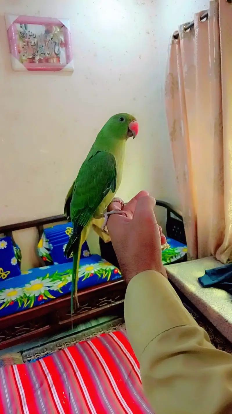 Tamed  parrot  read add — photo 3
