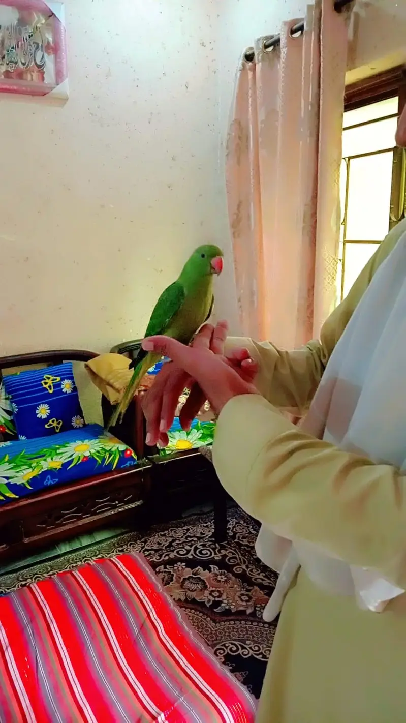 Tamed  parrot  read add — photo 4