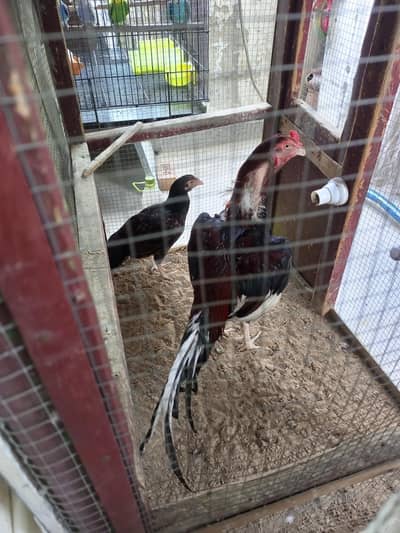 amroha rampuri cross breed for sale
