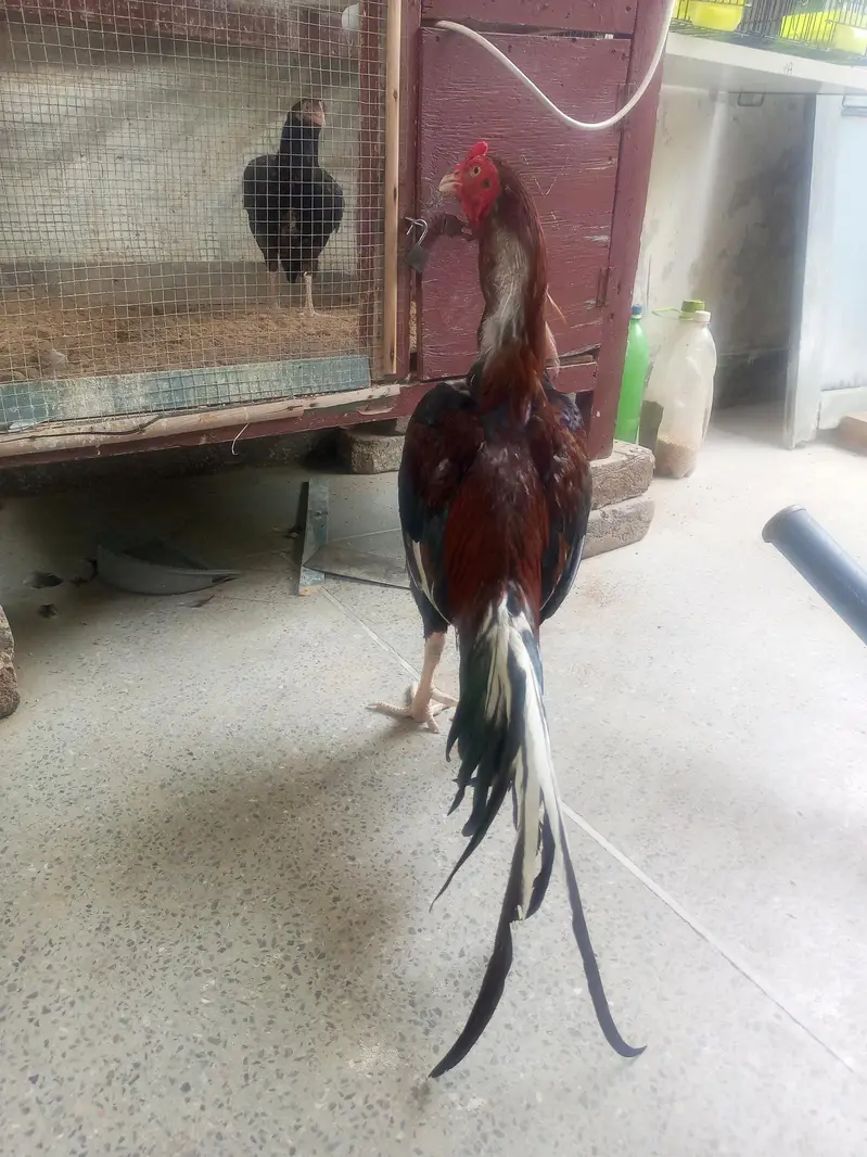 amroha rampuri cross breed for sale — photo 2