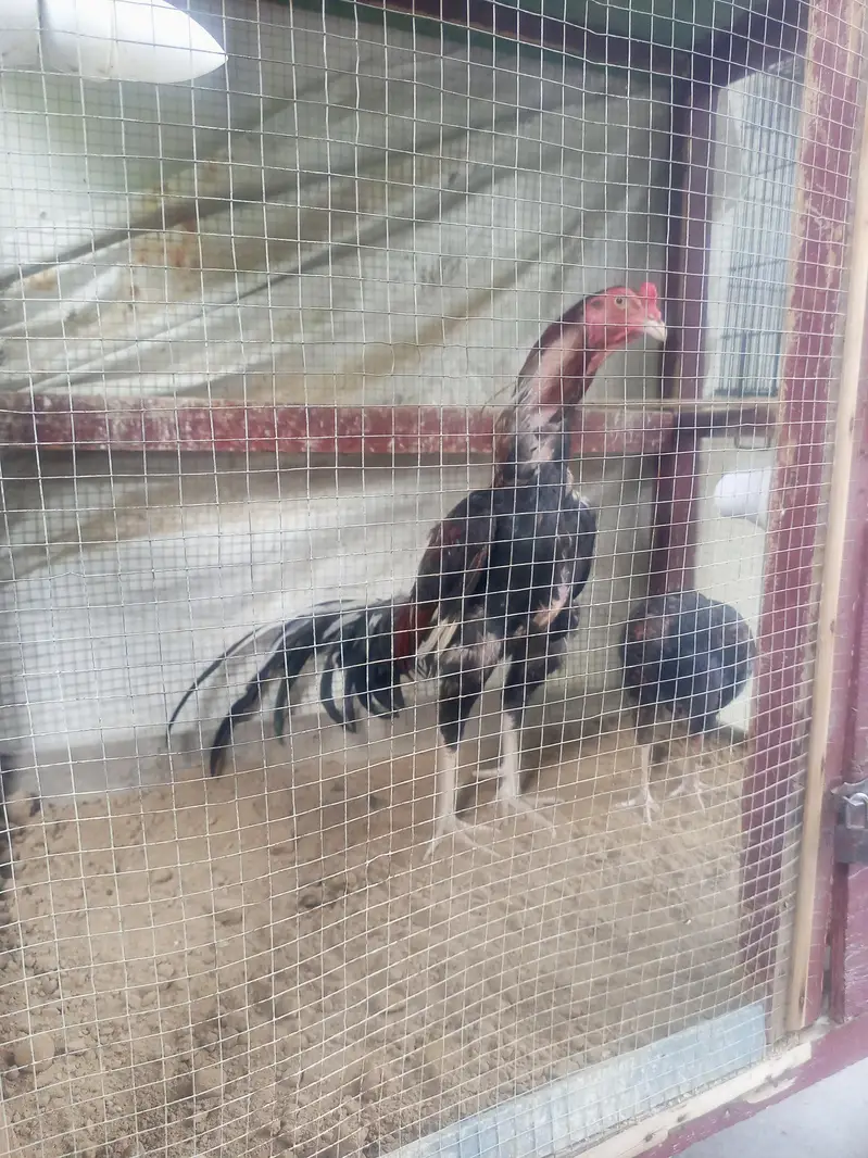 amroha rampuri cross breed for sale — photo 3