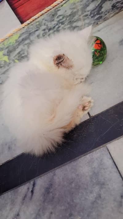 triple coated percian cat