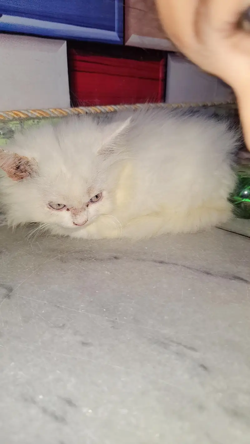 triple coated percian cat — photo 2