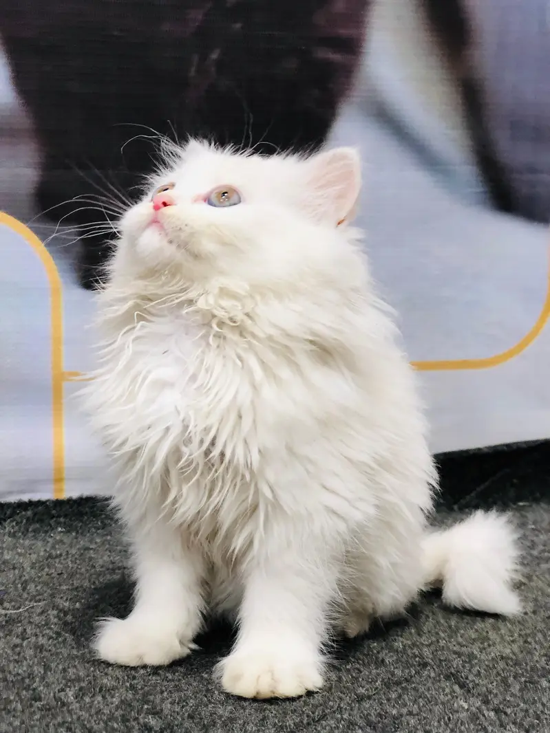 triple coated percian cat — photo 3
