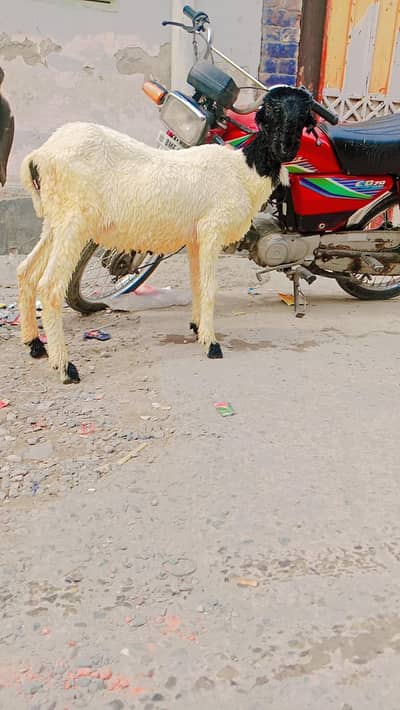 mundri sheep