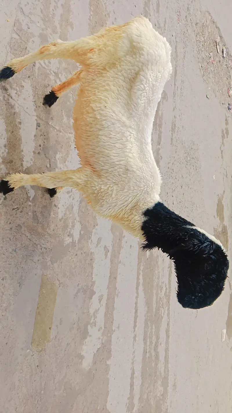 mundri sheep — photo 3