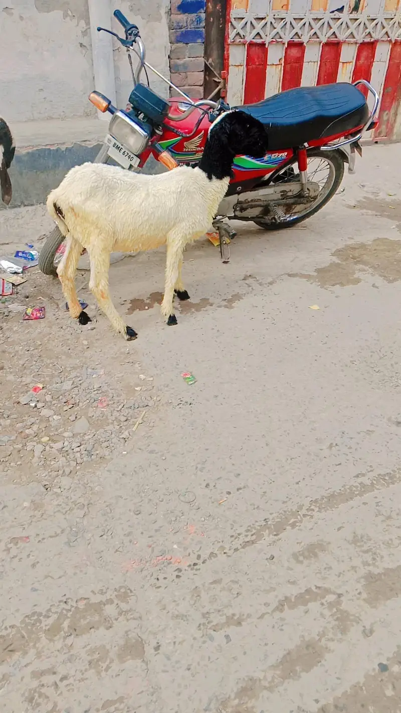 mundri sheep — photo 4