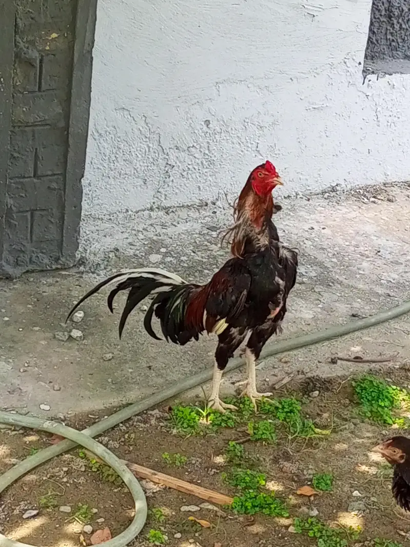 amroha rampuri cross breed for sale — photo 5
