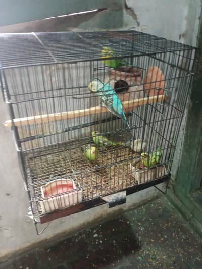 breeder pair for sale