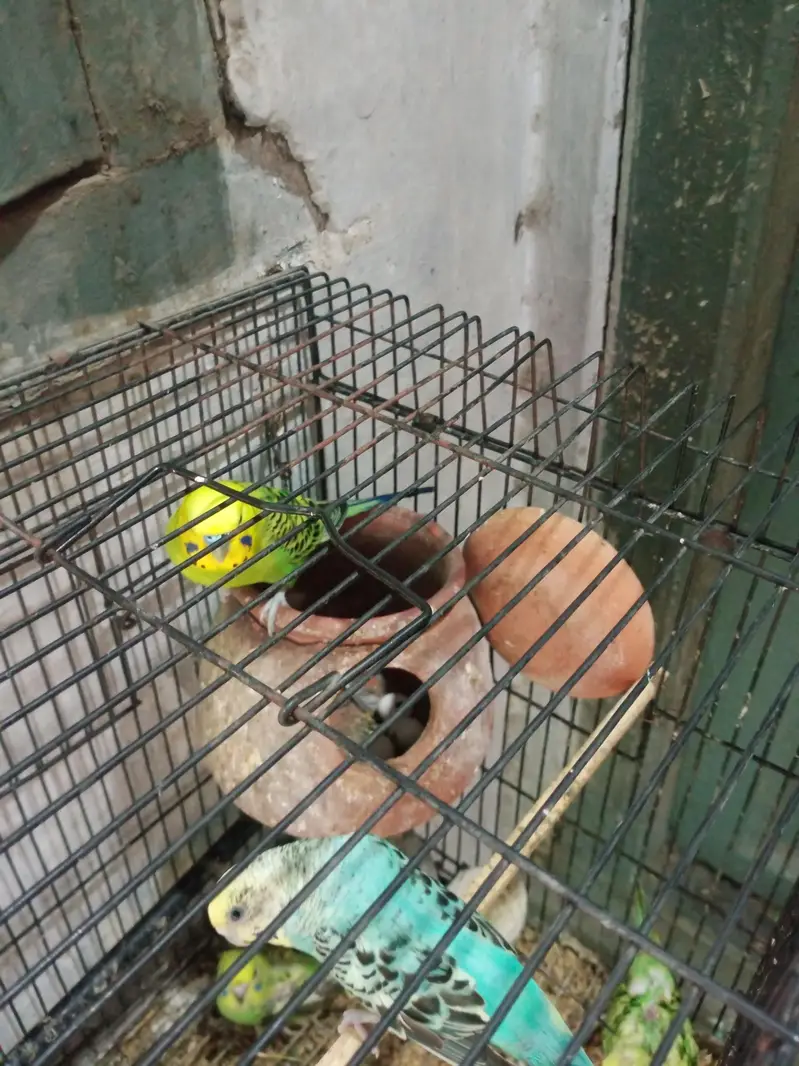 breeder pair for sale — photo 2