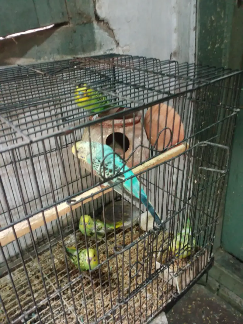 breeder pair for sale — photo 3