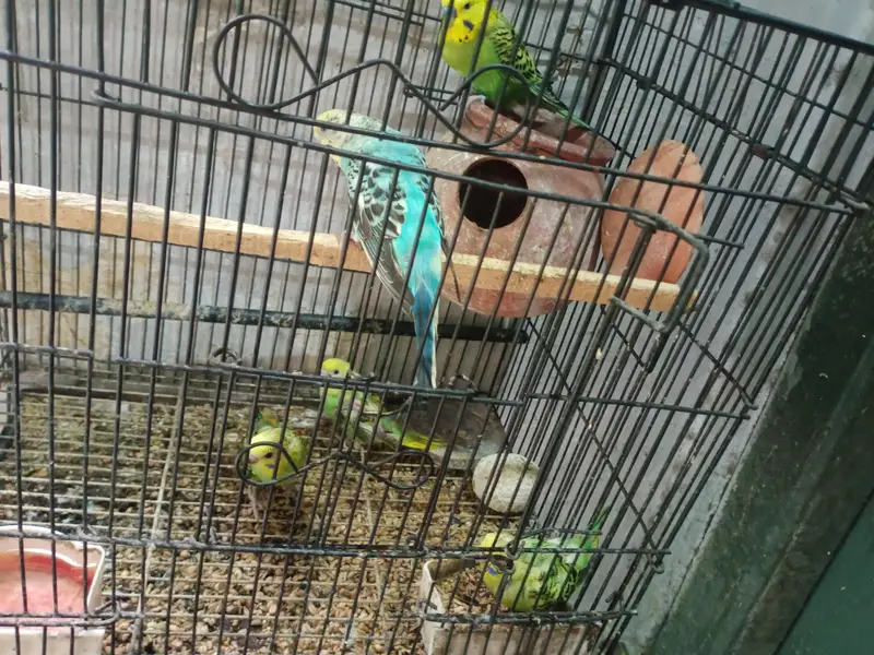 breeder pair for sale — photo 4
