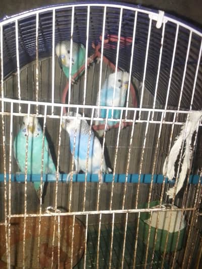 Budgies 