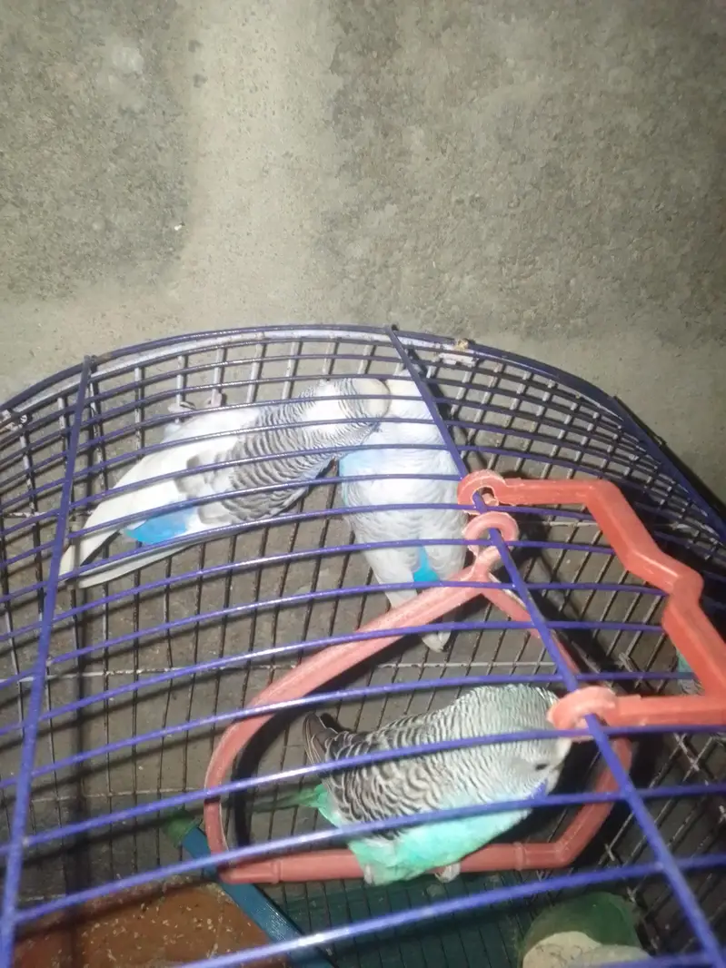 Budgies  — photo 2
