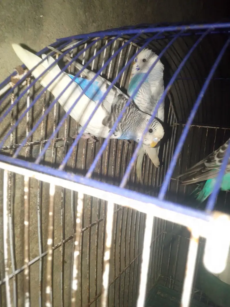Budgies  — photo 3