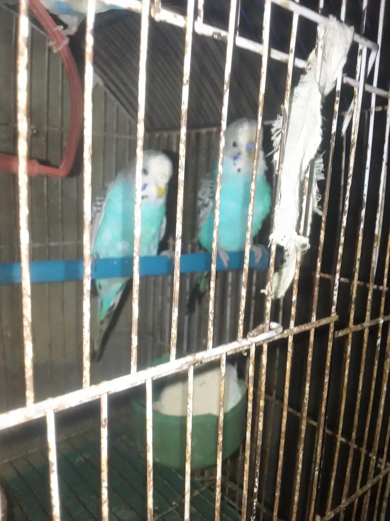 Budgies  — photo 4