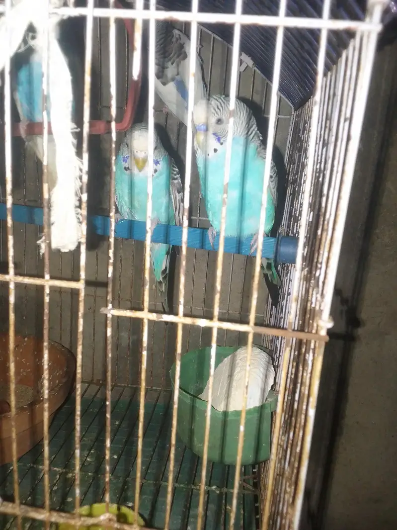 Budgies  — photo 5