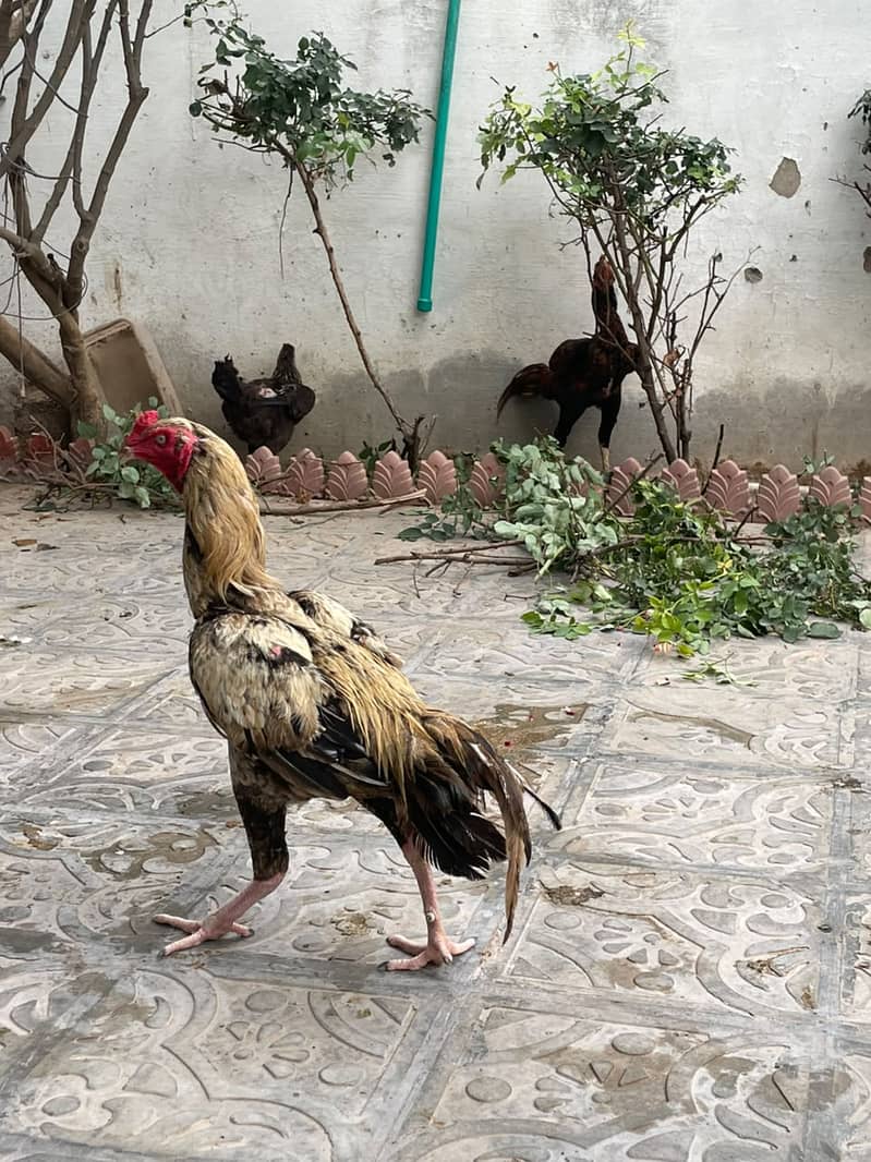 aseel pathae 1