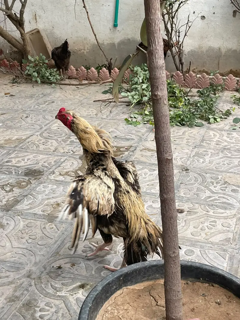 aseel pathae — photo 3